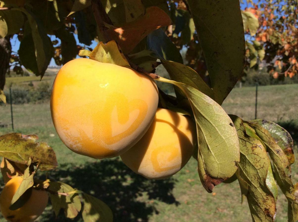 Le Terre D'Abruzzo Vendégház Alanno Kültér fotó